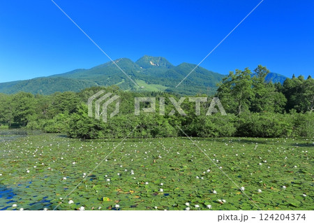 【新潟県】快晴の妙高山と満開のスイレン(いもり池) 【新潟県】快晴の妙高山と満開のスイレン(いもり池) 124204374