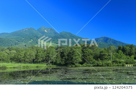 【新潟県】快晴の妙高山と満開のスイレン(いもり池) 【新潟県】快晴の妙高山と満開のスイレン(いもり池) 124204375