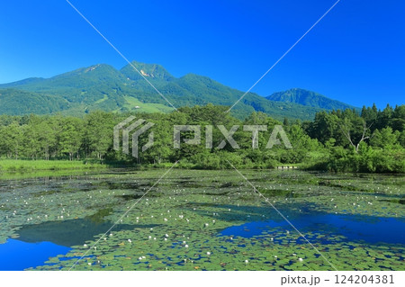 【新潟県】快晴の妙高山と満開のスイレン(いもり池) 【新潟県】快晴の妙高山と満開のスイレン(いもり池) 124204381