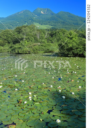 【新潟県】快晴の妙高山と満開のスイレン（いもり池） 124204382