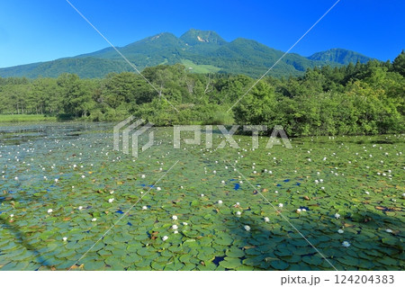 【新潟県】快晴の妙高山と満開のスイレン(いもり池) 【新潟県】快晴の妙高山と満開のスイレン(いもり池) 124204383