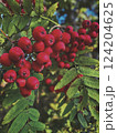 Photo of a rowan tree, focus is on three huge bunches of red berries 124204625