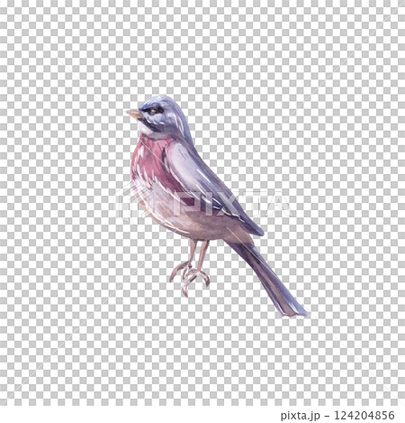 Robin bird. Isolated watercolor illustration of a bird in a realistic style for postcard design, printing on clothes, fabric, posters. Robin bird. Isolated watercolor illustration of a bird in a realistic style for postcard design, printing on clothes, fabric, posters. 124204856