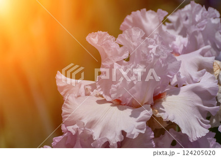 Purple with yellow bearded iris flower close up Purple with yellow bearded iris flower close up 124205020