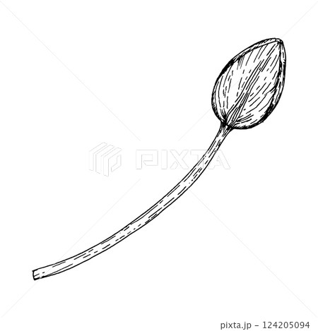 Black and white ink illustration of a tulip bud on a stem. Ideal for floral designs, greeting cards, packaging, textile prints, and botanical art. Perfect for spring themes, wedding decor and prints. Black and white ink illustration of a tulip bud on a stem. Ideal for floral designs, greeting cards, packaging, textile prints, and botanical art. Perfect for spring themes, wedding decor and prints. 124205094