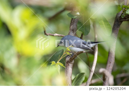 A Blue-Gray Gnatcatcher bird perched on a tree branch in summer Florida shrubs A Blue-Gray Gnatcatcher bird perched on a tree branch in summer Florida shrubs 124205204