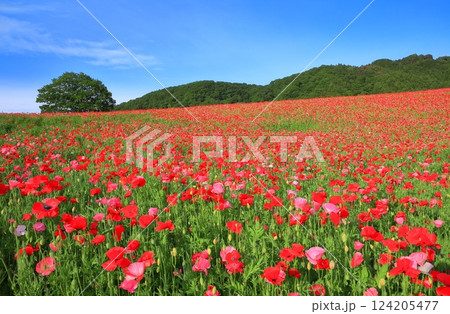 【埼玉県】彩の国ふれあい牧場のポピー 124205477