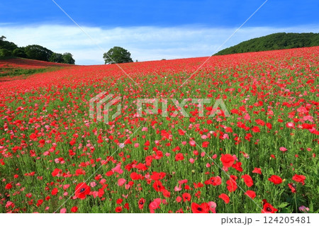 【埼玉県】彩の国ふれあい牧場のポピー 124205481