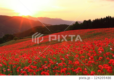 【埼玉県】夕日に染まる彩の国ふれあい牧場のポピー 124205486