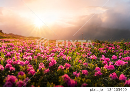 Blooming rhododendrons blanketing a mountain slope 124205490
