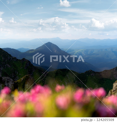 Majestic summer mountains adorned with blooming pink rhododendrons Majestic summer mountains adorned with blooming pink rhododendrons 124205509