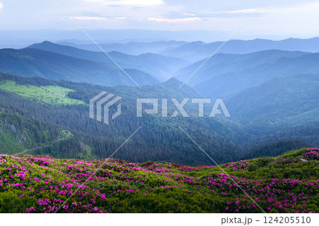 Mountain meadow covered with blooming rhododendrons 124205510