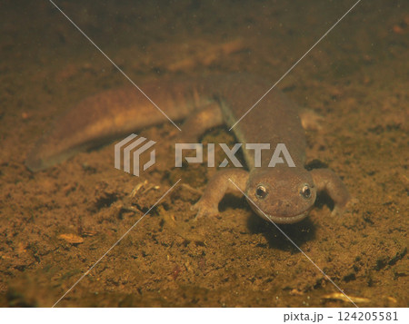 イワキサンショウウオ 124205581