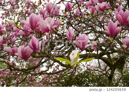 Large magnolia tree in bloom on a sunny spring day in a garden in Vigo, Spain. Spring blossom concept, background for banner. Large magnolia tree in bloom on a sunny spring day in a garden in Vigo, Spain. Spring blossom concept, background for banner. 124205639