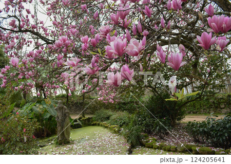 Large magnolia tree in bloom on a sunny spring day in a garden in Vigo, Spain. Spring blossom concept, background for banner. Large magnolia tree in bloom on a sunny spring day in a garden in Vigo, Spain. Spring blossom concept, background for banner. 124205641