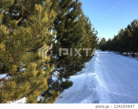 Snowy road lined with pine trees on a sunny winter day. 124205647