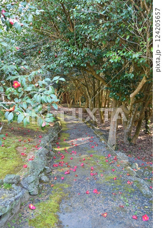 笠山群生林の落ち椿　山口 124205657