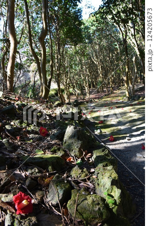 笠山群生林の落ち椿 山口 笠山群生林の落ち椿 山口 124205673