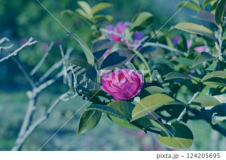 エモーショナルな雰囲気のある赤い椿の花 124205695