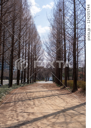 Tree Branch against blue sky in winter at Seoul Forest, South Korea Tree Branch against blue sky in winter at Seoul Forest, South Korea 124205744
