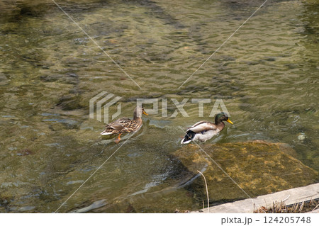 Two ducks in a stream 124205748
