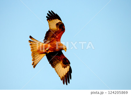Portrait of a red kite in flight against blue sky Portrait of a red kite in flight against blue sky 124205869