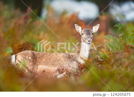Portrait of a fallow deer female standing in bracken in autumn 124205875