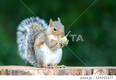 Grey squirrel eating green acorn on a tree stump in autumn Grey squirrel eating green acorn on a tree stump in autumn 124205877