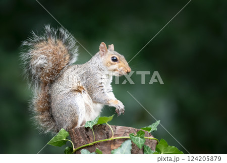 Portrait of a grey squirrel standing on a tree stump in autumn 124205879