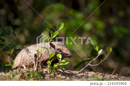 Six-banded armadillo in its natural environment in Pantanal, Brazil. 124205908