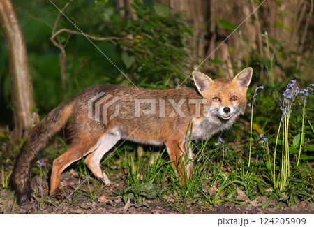 Portrait of a cute red fox amongst bluebells in spring Portrait of a cute red fox amongst bluebells in spring 124205909