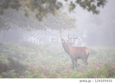 Red deer stag eating tree leaves in the mist in autumn Red deer stag eating tree leaves in the mist in autumn 124205910