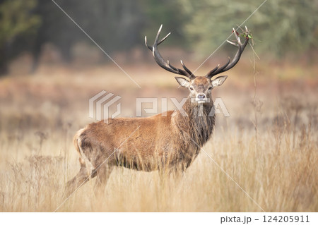 Red deer stag standing in a meadow during the rut in autumn 124205911