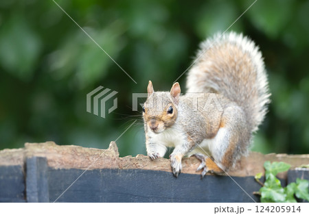 Portrait of a cute curious grey squirrel standing on a garden fence 124205914