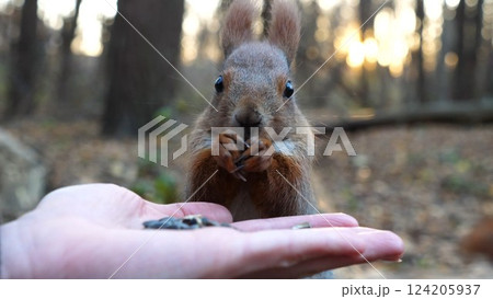 Cute rodent eating food from hand of young girl at forest. Wild fluffy squirrel taking sunflower seeds from female arm and gnawing it. Woman feeding hungry small sciurus against sunset at background 124205937