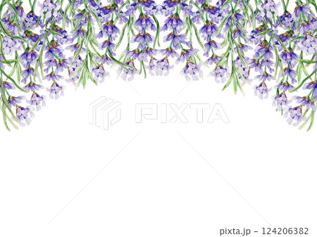 Lavender horizontal frame. Branches of flowers hanging from the top. Hand drawn watercolor illustration isolated on white. For greeting cards, wedding invitations, labels, envelopes. 124206382