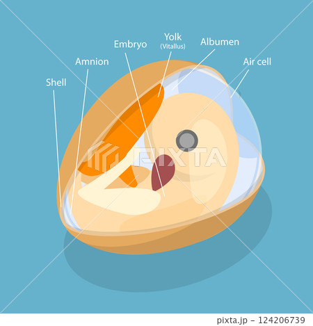 3D Isometric Flat Vector Illustration of Anatomy of Egg Embryo, Educational Schema 124206739
