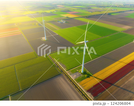 Aerial view of the tulips field with wind turbines. Landscape from a drone.  124206804