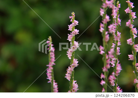 山野草 2 ネジバナの花 山野草 2 ネジバナの花 124206870