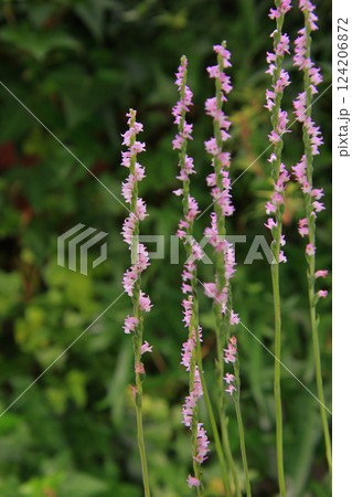 山野草 4 ネジバナの花 山野草 4 ネジバナの花 124206872