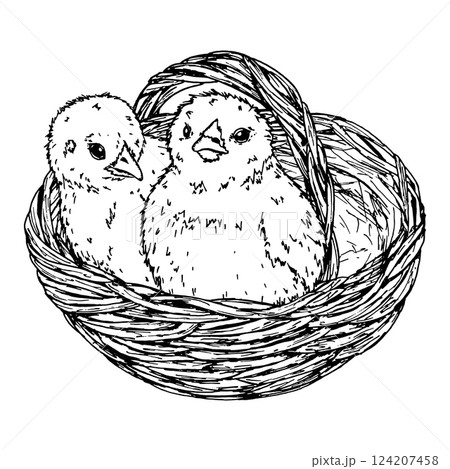 A hand-drawn ink illustration of two fluffy chicks sitting in a rustic woven basket. A perfect Easter-themed design for greeting cards, prints, packaging, textiles, DIY, branding, posters, decor 124207458