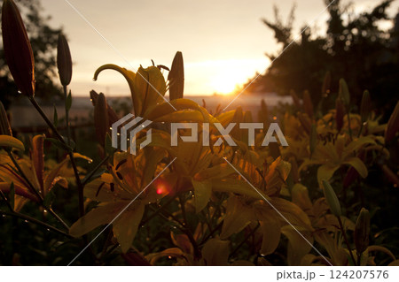 a field of blooming yellow lilies in the rays of the setting sun, evokes tranquility and a sense of beauty and perfection a field of blooming yellow lilies in the rays of the setting sun, evokes tranquility and a sense of beauty and perfection 124207576