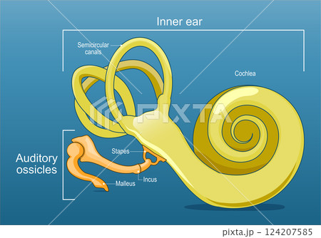 Ear anatomy. Inner ear and Auditory ossicles. Cochlea 124207585