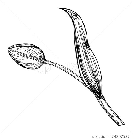 A delicate ink drawing of a tulip bud with a single curved leaf. A spring garden flower, botanical element perfect for greeting cards, packaging, textile prints, branding, wedding invitations 124207587