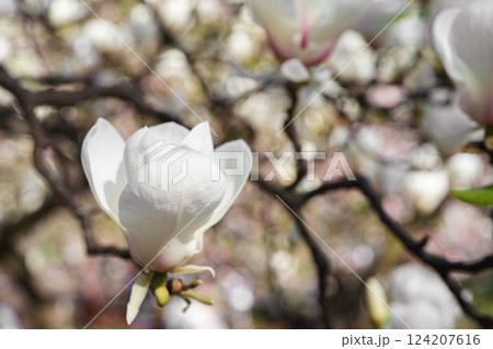 Blooming tree branch with white Magnolia soulangeana flower close up, macro in garden, outdoors Blooming tree branch with white Magnolia soulangeana flower close up, macro in garden, outdoors 124207616