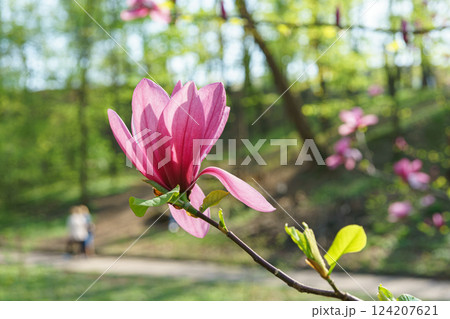 Blooming tree branch with pink Magnolia soulangeana Galaxy flower close up in garden outdoors 124207621