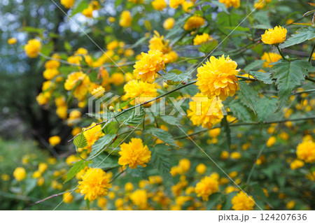 Bush of Kerria japonica Pleniflora or Japanese rose blooming with yellow flowers outdoor in garden Bush of Kerria japonica Pleniflora or Japanese rose blooming with yellow flowers outdoor in garden 124207636
