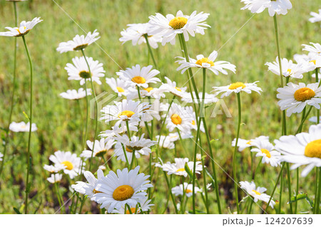 Wild blooming chamomile flowers growing on meadow, lawn, white camomiles, daisy on grass background 124207639