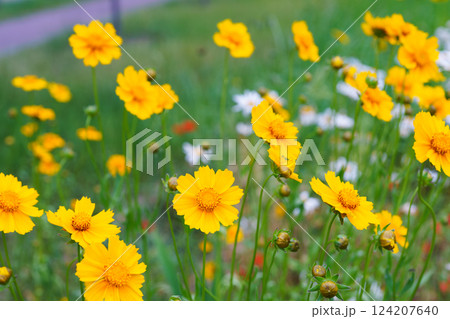 Yellow flower lance leaved, Coreopsis lanceolata, Lanceleaf Tickseed or Maiden eye on meadow, field Yellow flower lance leaved, Coreopsis lanceolata, Lanceleaf Tickseed or Maiden eye on meadow, field 124207640