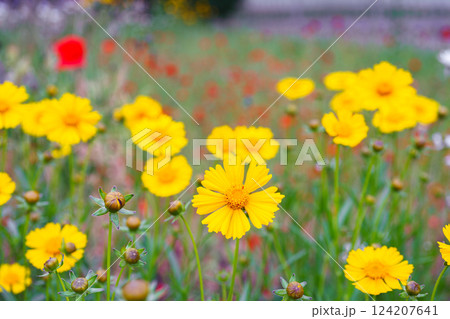 Yellow flower lance leaved, Coreopsis lanceolata, Lanceleaf Tickseed or Maiden eye on meadow, field Yellow flower lance leaved, Coreopsis lanceolata, Lanceleaf Tickseed or Maiden eye on meadow, field 124207641